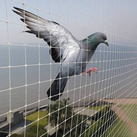 Pigeon net installation